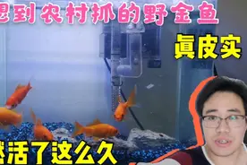 没想到农村抓的野金鱼，这么皮实，比草缸里家养的观赏鱼还能活视频封面