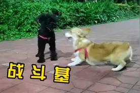 柯基才是狗中战斗基，被三只泰迪围攻，几个风骚走位即轻松脱险视频封面