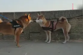 长大成年的柴犬再次跟妈妈相遇，结果竟然是这样的反应！