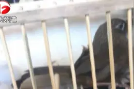 男子乘火车 被检测出携带活体动物视频封面