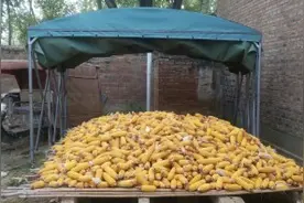 老焊工回家晒玉米:怕下雨淋了玉米做了一款能推拉的遮雨棚