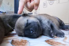 一周大的田园犬小奶狗太敏感，一摸耳朵就哆嗦，屡试不爽！