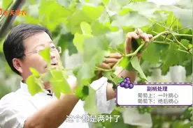 巨峰葡萄老大难问题，终于搞清楚了！硬核期这样理架面、修枝条！视频封面