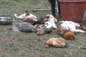 蹊跷！重庆一村民家鸡鸭成群倒地视频封面