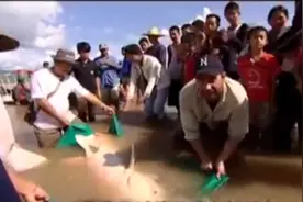 柬埔寨湄公河巨鲶王被当地人放生，湄公河巨鲶现在已经成保护动物