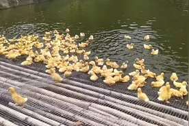 完整记录鸭子成长周期，第三天鸭子游水