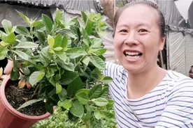 新买的栀子花叶片发黄，应该怎么办，大姐姐教你栀子花怎么养。视频封面