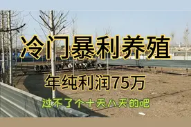 农村冷门暴利养殖，159只年纯利润70多万元，50-60岁老人也可以养