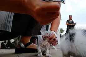 小猫咪自己不会吃东西。只能这样喂。一点都不配合。铲屎官太难了