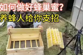 如何让蜂群生产蜂巢蜜，养蜂人来支招，整个流程拍给你看