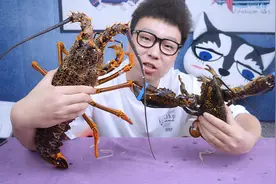 1588元买了只3斤重的澳龙，它和189元的波龙相比，到底有什么区别