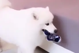 人们为什么喜欢养萨摩耶，看了它和小主人的互动，我彻底明白了！