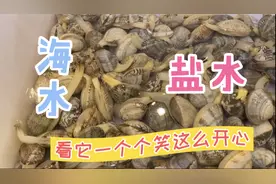 生活小妙招：买回来的花甲怎样养才不会死？水质才是关键