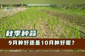 湛江农民秋季种蒜，9月种要60天，10月种仅需50天视频封面