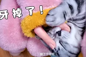 猫咪也会换牙？掉牙来的好突然。
