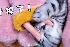 猫咪也会换牙？掉牙来的好突然。