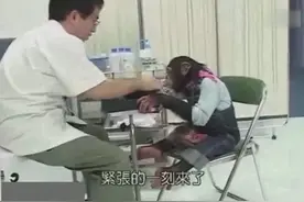 超爆笑大猩猩体检：《猩猩狗狗大冒险》视频封面