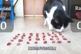 猫咪更喜欢生肉还是熟肉？国外小伙亲自测试，答案出乎意料！视频封面