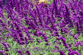 南方常见的野草，远看像薰衣草，其实还有这么多的妙用视频封面