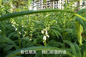 芝麻开花了，芝麻花是一味中药，你知道它的作用吗？