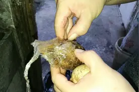 自制咸鸭蛋酒味太重味发苦，谁来救救我咸鸭蛋，有秘方吗视频封面