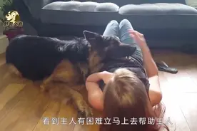 德牧看到美女主人在做仰卧起坐，竟然趴到美女身上视频封面