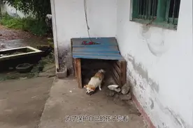 农村中华田园犬居然生了只“熊猫犬”，太可爱了！视频封面