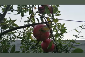 石榴成熟后会出现裂口，用这种方法就能解决，快去试试吧！视频封面