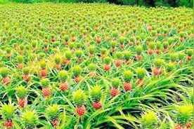 菠萝到底生长在哪里，一起参观菠萝园，解开多年疑惑视频封面