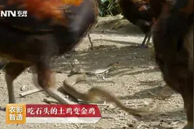 毒蛇遇上山地鸡，居然被鸡吃了！这鸡怎么这么厉害