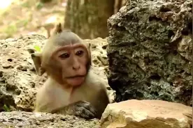 猴子都差不多成年了还要吃奶，不成就尖叫，老猴妈对它真好啊视频封面
