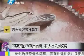 男子钓出200斤石斑鱼，6人才抬出来，有人出价7万买走视频封面
