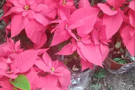 上海化工区里的生态植物园，浓缩型热带雨林，不需要门票值得参观视频封面