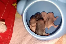 记录崽崽第6天，已经长很大了呢，超多的小仓鼠呢超可爱