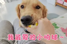 狗狗到底有多爱玩球？生病了，看见最爱的小球球立马精神了
