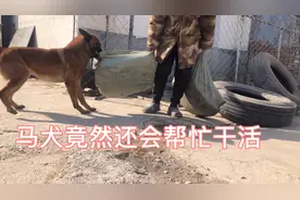 怕封路，提前预备的几吨鸡肉化冻了，马犬伏刀赶快帮忙抬进冰箱视频封面