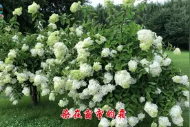 好久没有听过如此动听的歌曲了！一曲《你是我的月亮》着实太醉人视频封面