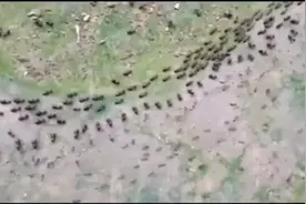 蚂蚁强大的纪律性