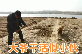 大爷刨树墩回家烧锅，75岁的老人干活，两个年轻小伙都比不过视频封面