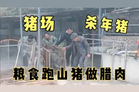 四川农村养猪媳妇全程拍摄猪场杀猪，粮食跑山土猪做腊肉，美味！