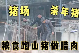 四川农村养猪媳妇全程拍摄猪场杀猪，粮食跑山土猪做腊肉，美味！