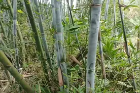 竹叶芯清热生津利尿，清心火，还有个最重要的攻效很多人不知道的视频封面