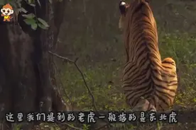 霸气东北虎大战非洲雄狮，仅仅2分钟分出胜负。视频封面