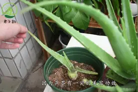 烂根的芦荟，一把剪刀“剃光头”，来年蹭蹭满盆爆视频封面