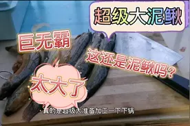 洗碗机创业人下班回家，发现巨无霸大泥鳅，你们见过这么大的吗？视频封面