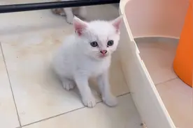 小猫长大了，猫妈妈直呼喂奶压力大，铲屎官只好亲自上阵！