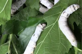 蚕丝被是如何制作的？从蚕蛹到蚕丝被，五分钟了解整个过程
