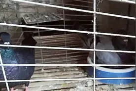 小二哥的元宝鸽初次下蛋，把蛋给压裂了，看看小二哥如何处理的。