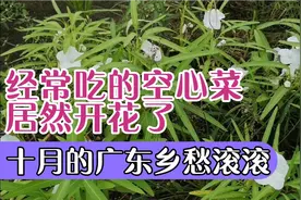 经常吃的空心菜居然开花了，第一次见很稀奇。十月的广东乡愁滚滚