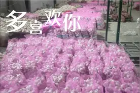 想了解金乡大蒜得，欢迎大家观看，看大蒜人怎么一夜暴富的